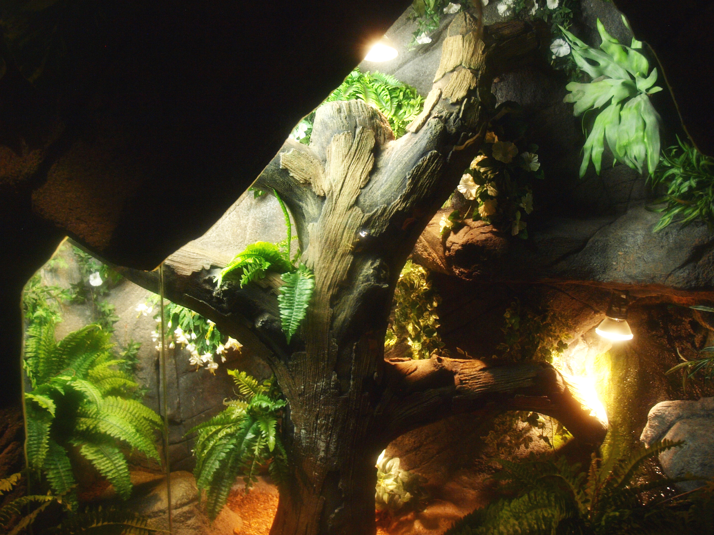 Dumeril's boa terrarium, 2017-02-06