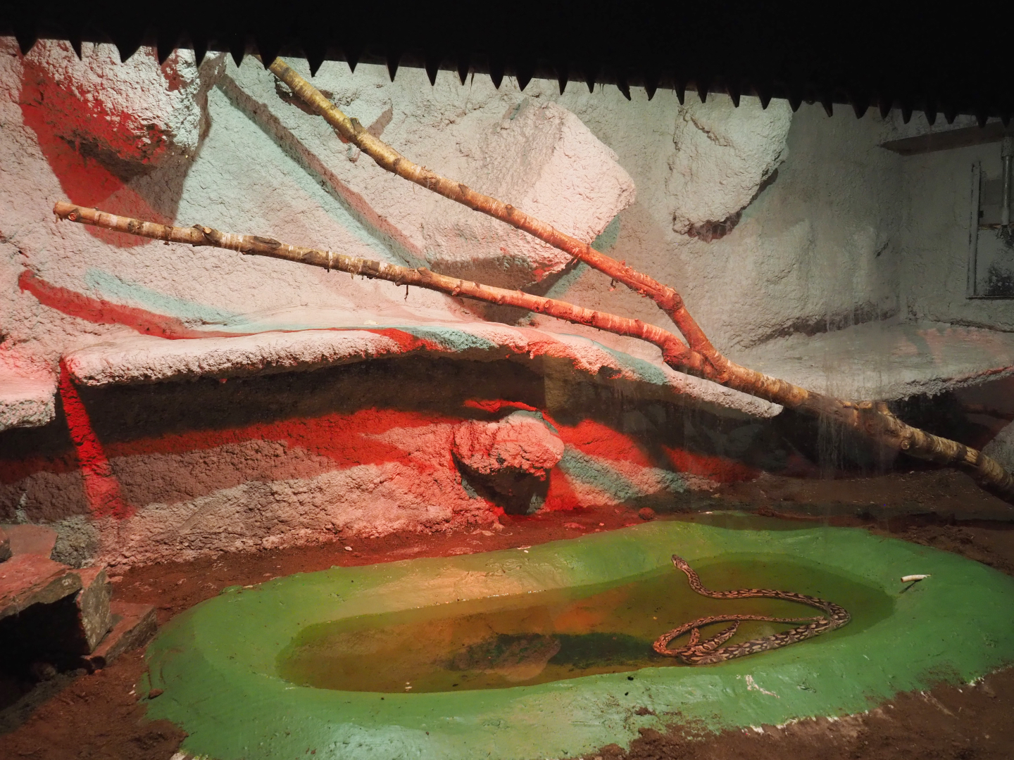 Dumeril's boa terrarium, 2020-06-20