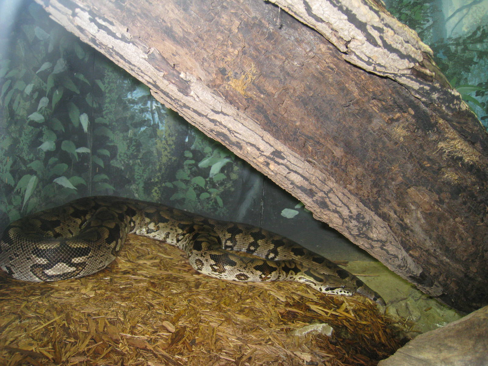Dumeril's Boa