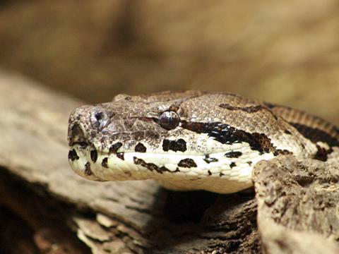 Dumeril's Boa