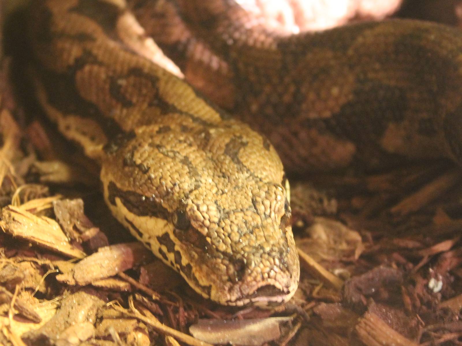 Dumeril's boa