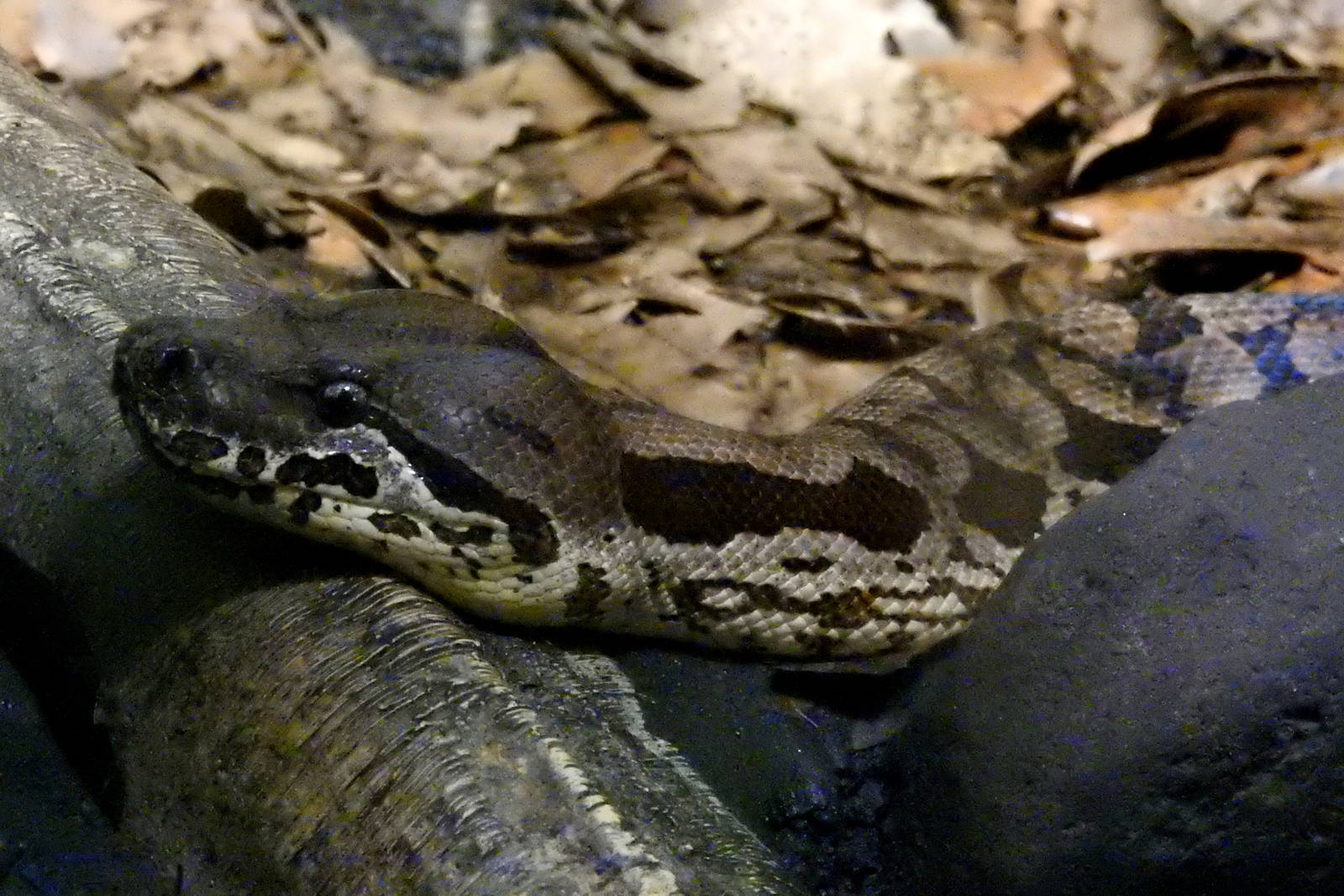 Dumeril's Boa