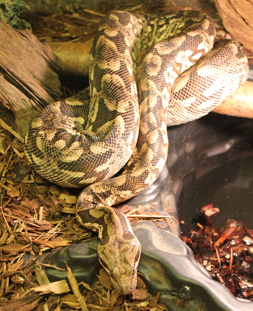 Dumeril's  boa