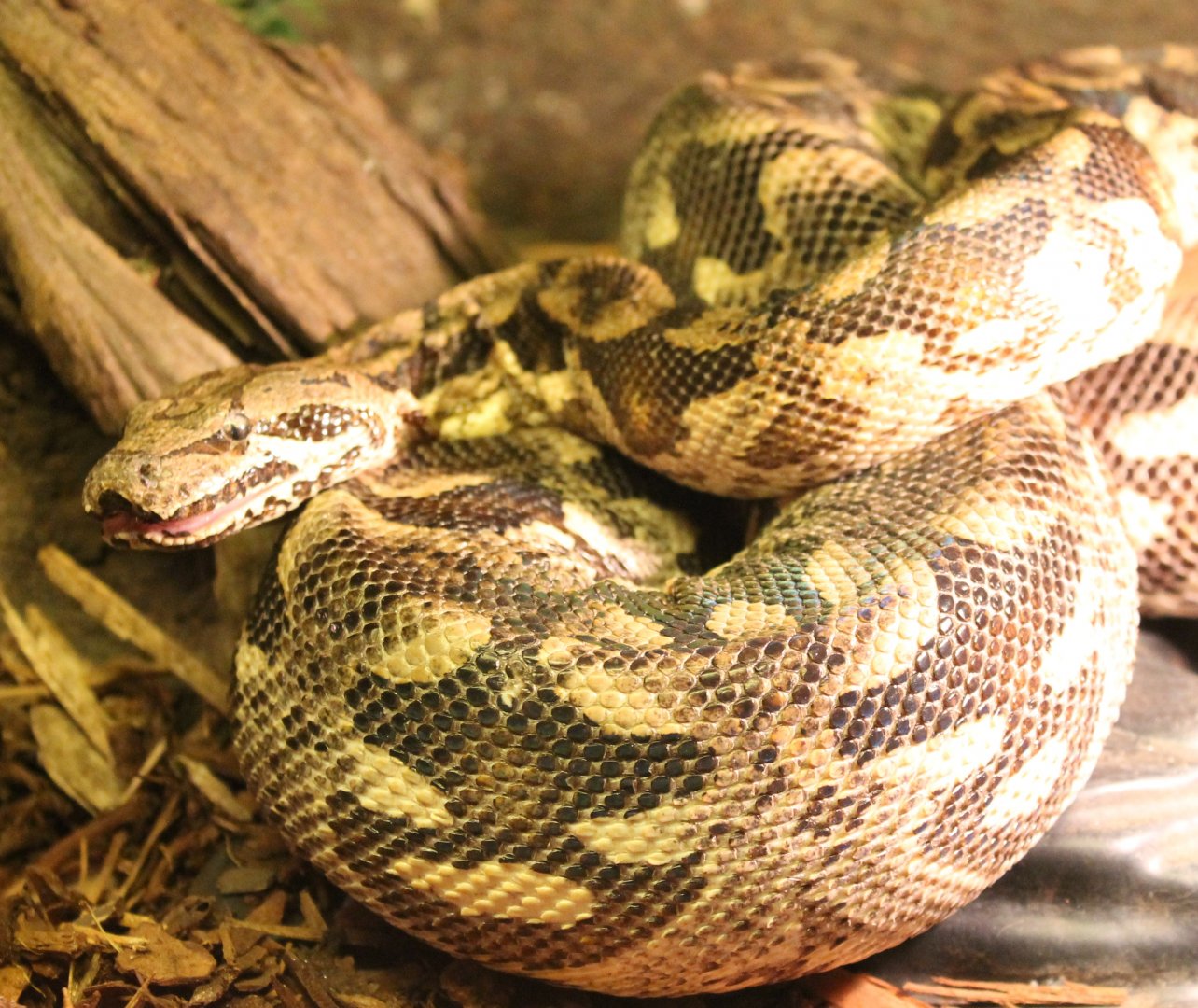Dumeril's boa