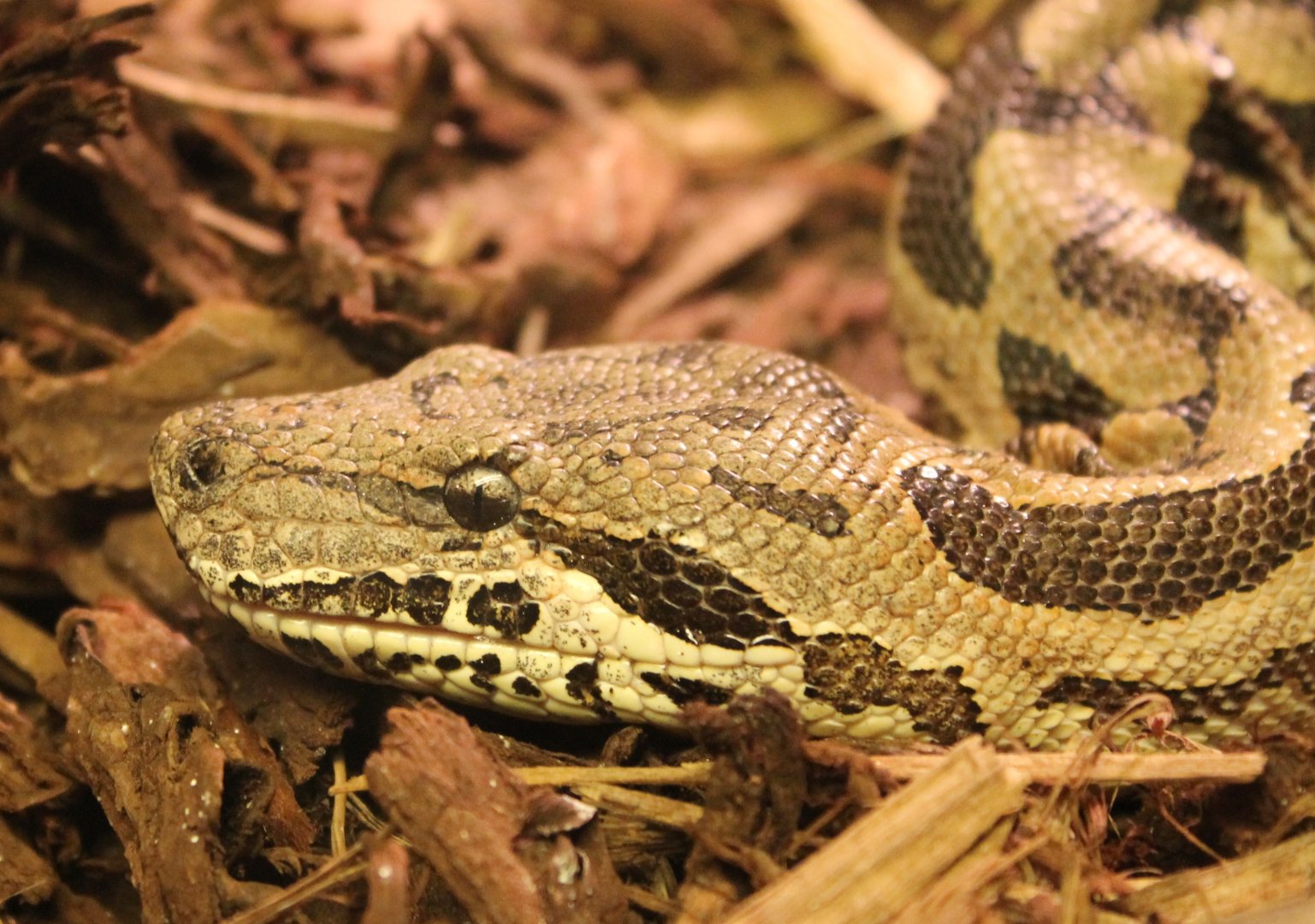 Dumeril's boa