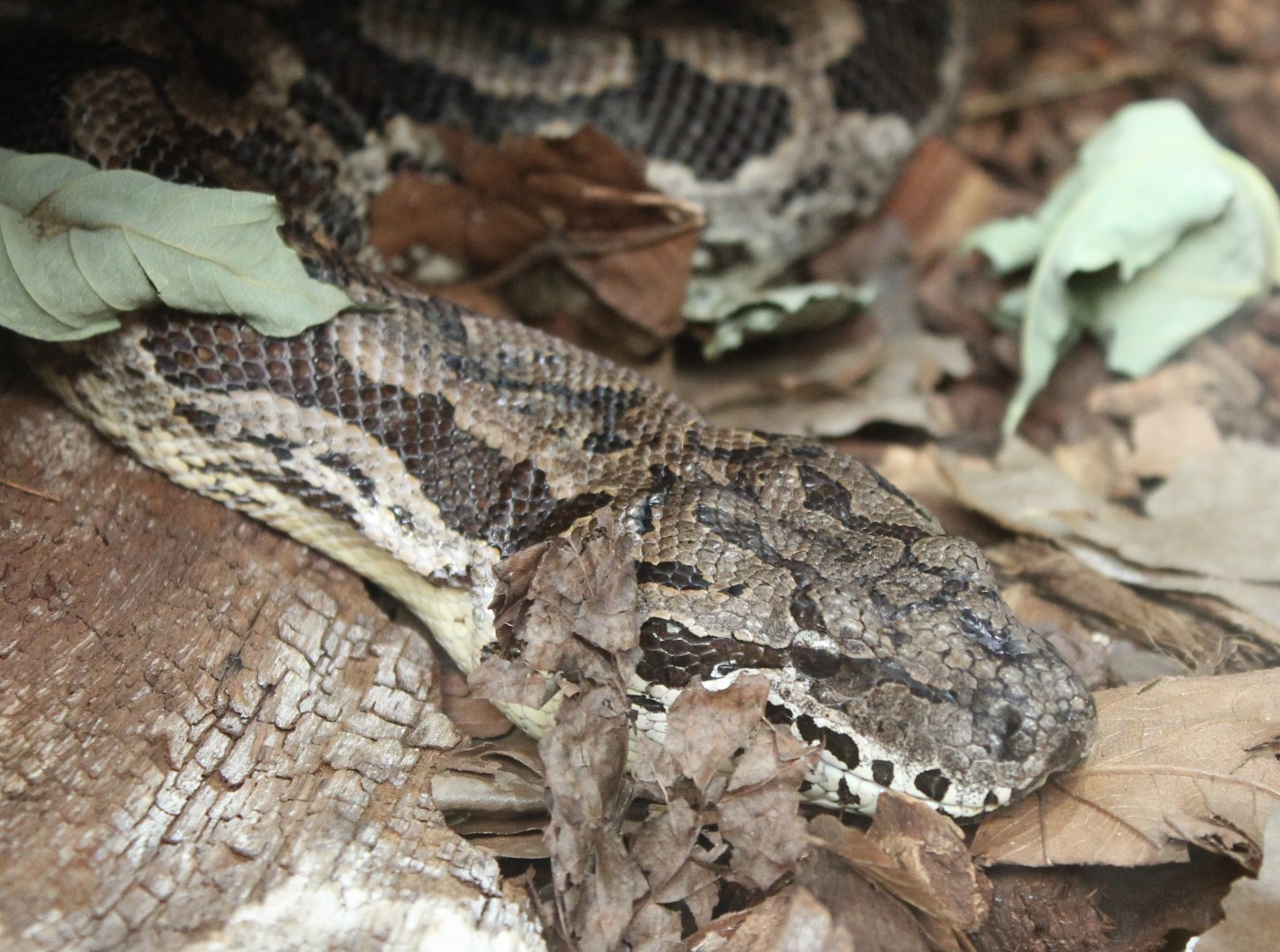 Dumeril's boa