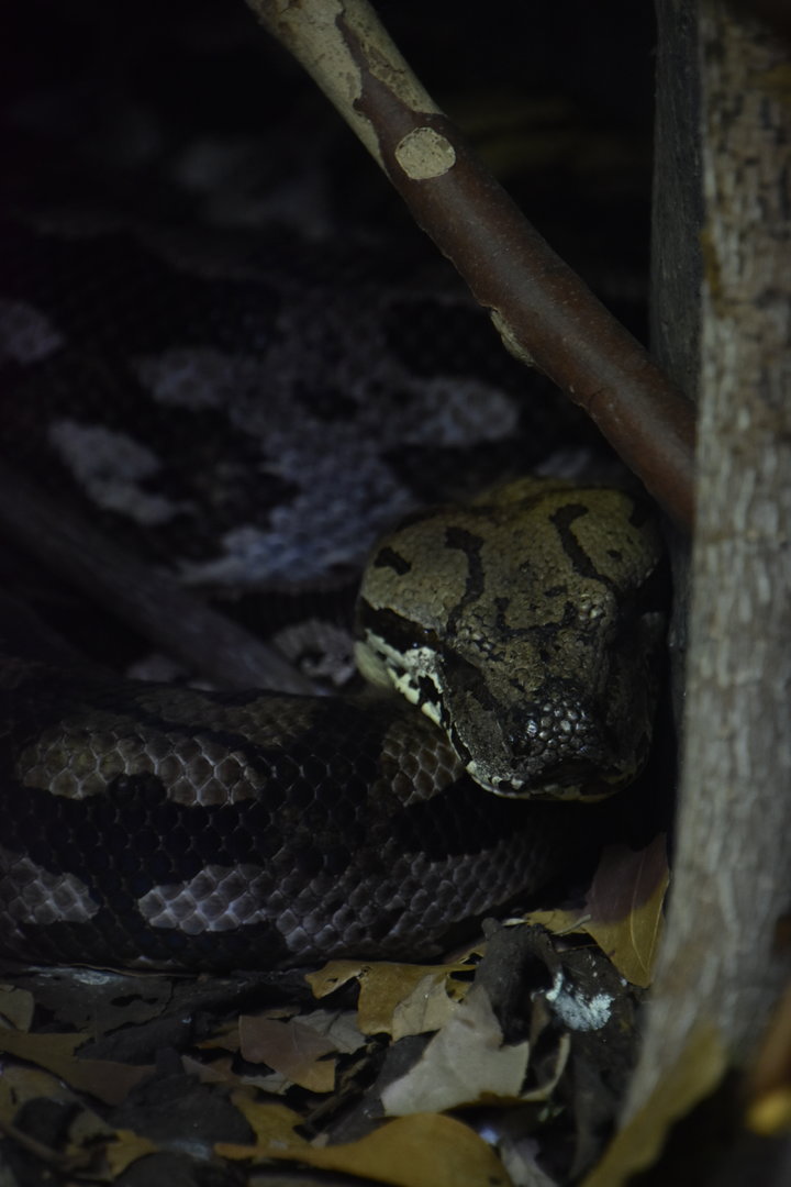 Dumeril's boa