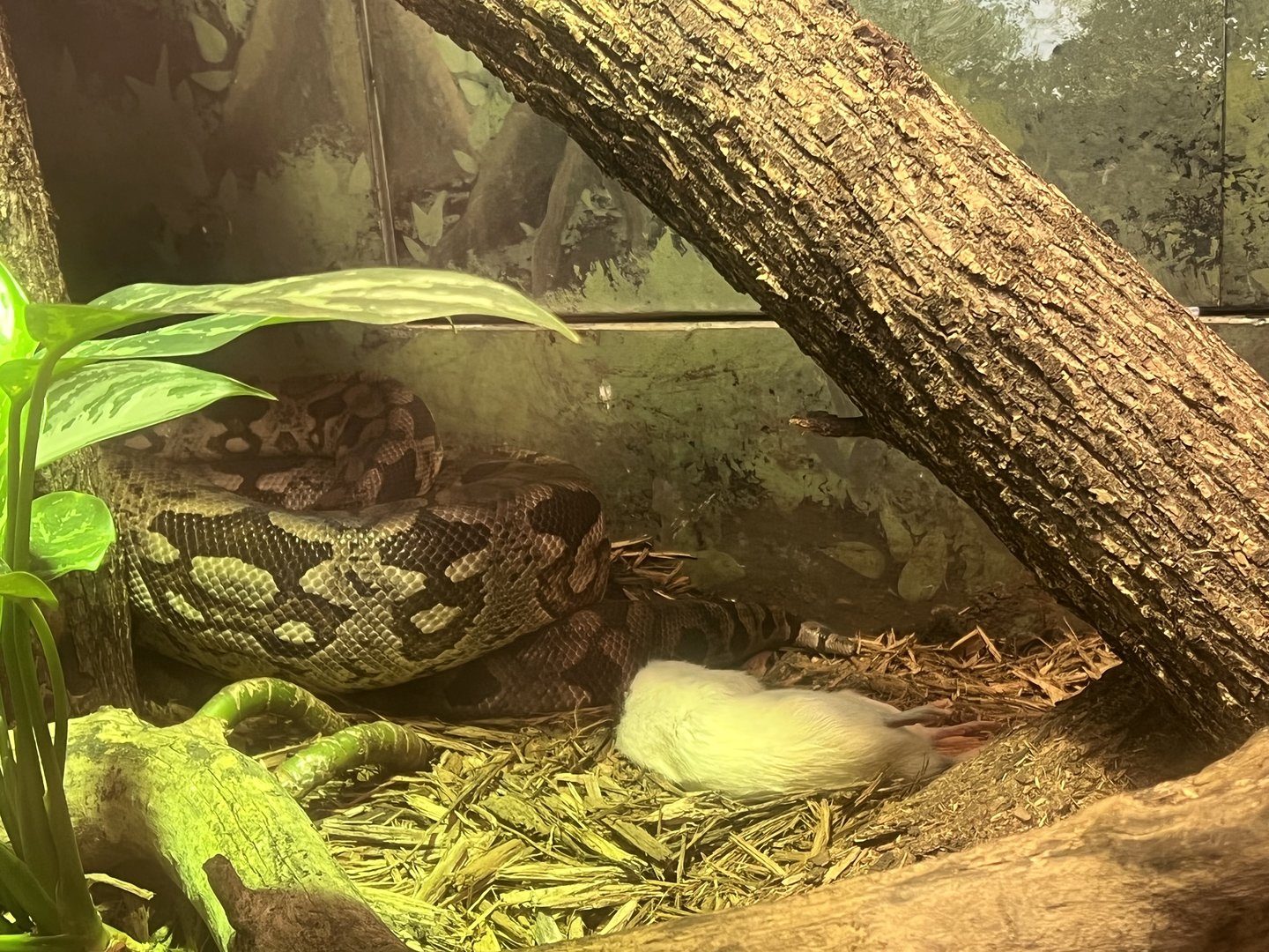 Dumeril’s Boa