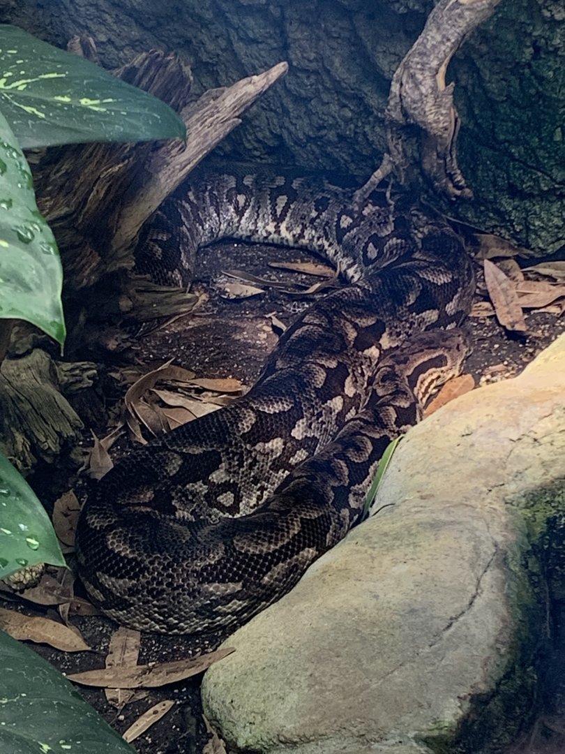 Dumeril's boa