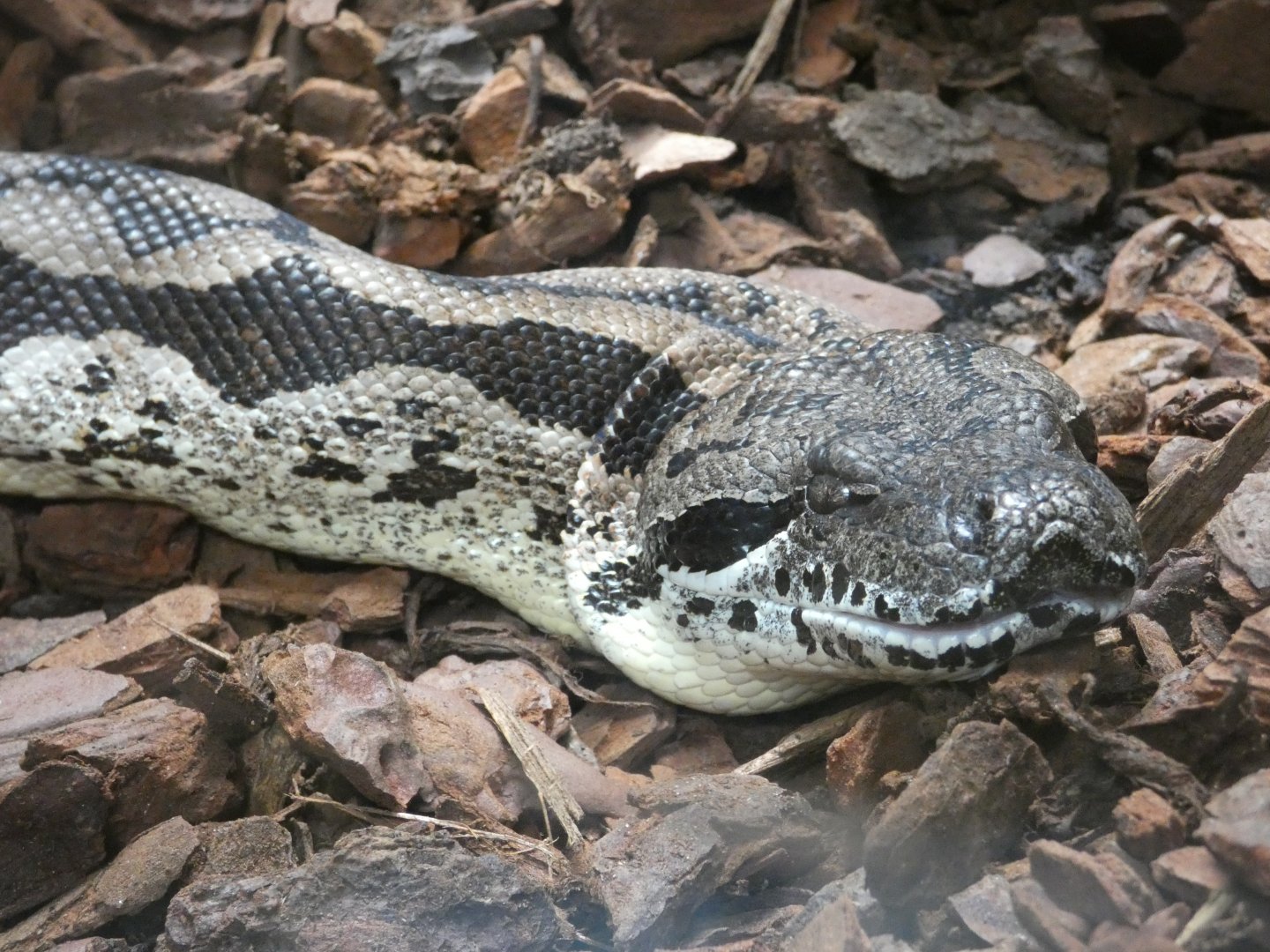 Dumeril's boa