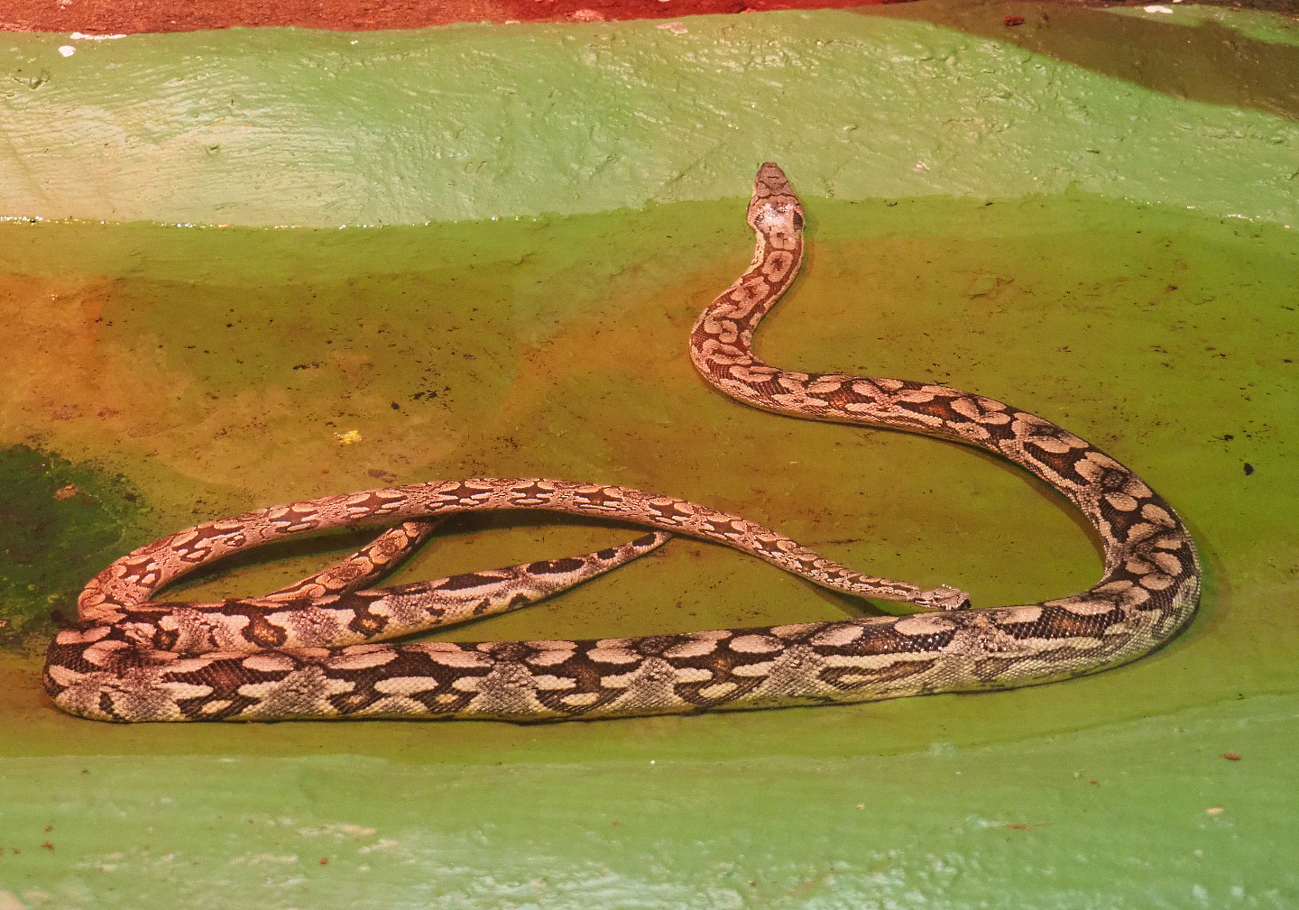 Dumeril's boas (Acrantophis dumerili) in the pool, 2020-06-20