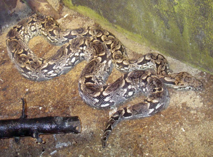 Dumeril's Ground Boa (Boa dumerili)