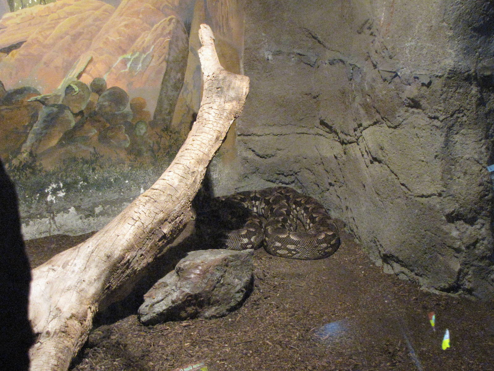 Dumeril's Ground Boa - Children's Zoo