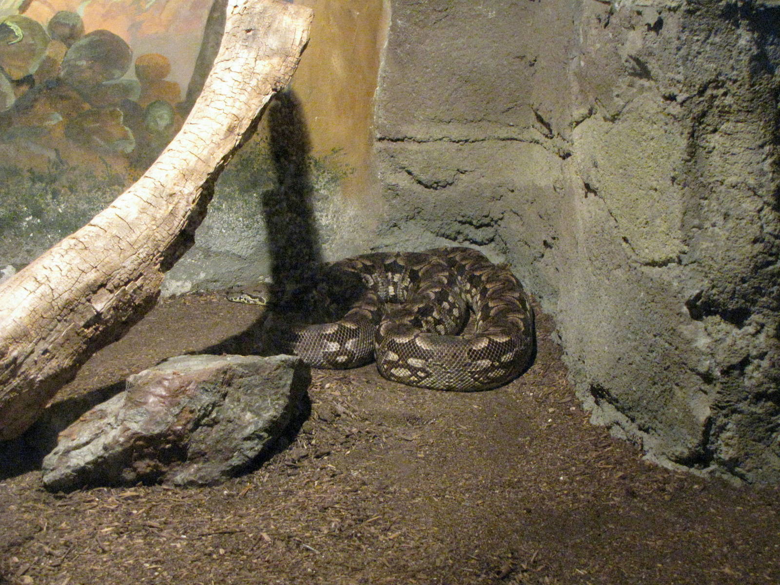 Dumeril's Ground Boa - Children's Zoo