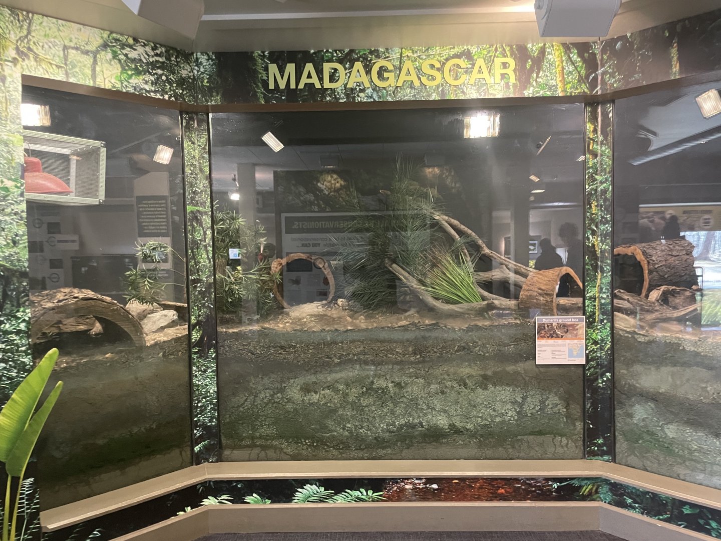 Dumeril's Ground Boa Enclosure