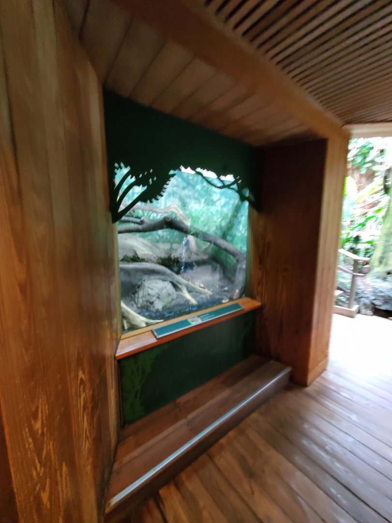 Dumeril's Ground Boa Exhibit - August 2021