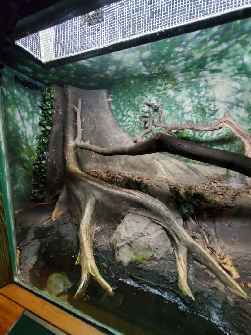 Dumeril's Ground Boa Exhibit - August 2021