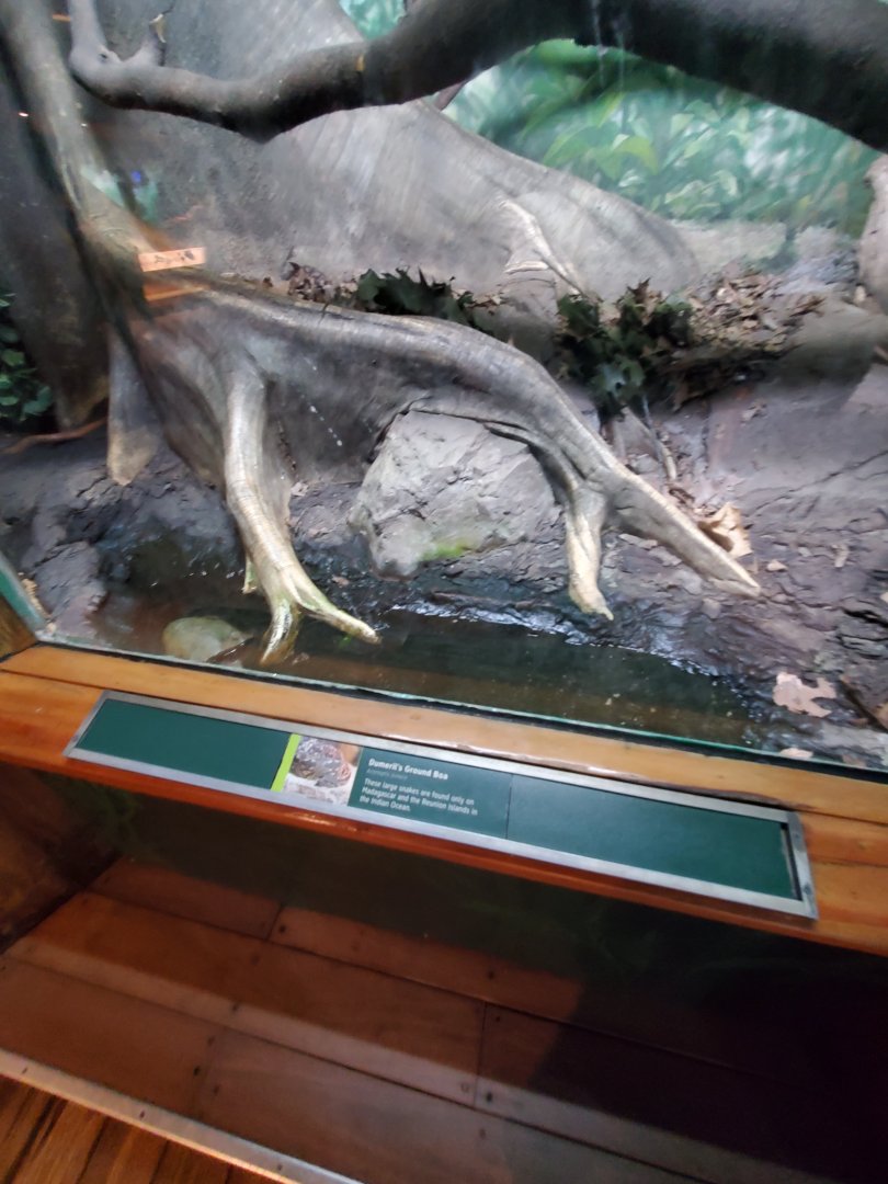Dumeril's Ground Boa Exhibit - August 2021