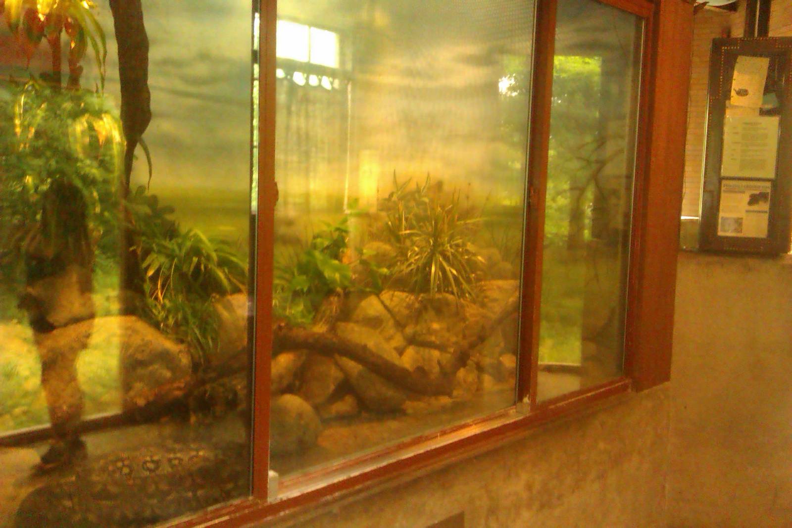 Dumeril's Ground Boa Exhibit