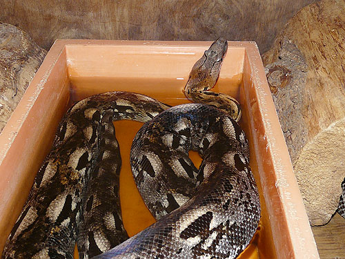 Dumeril's Ground Boa in Kishinev