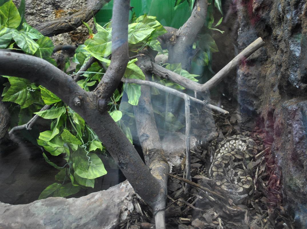 Dumeril's Ground Boa