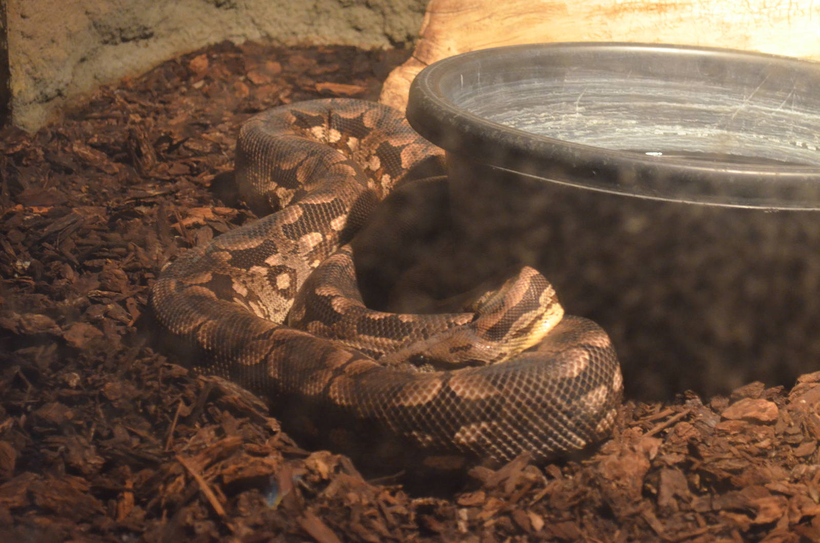 Dumeril's Ground Boa