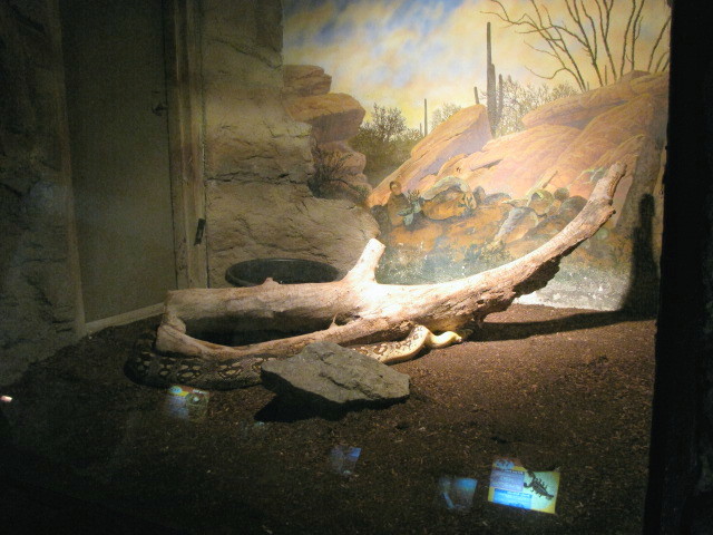 Dumeril's Ground Boa