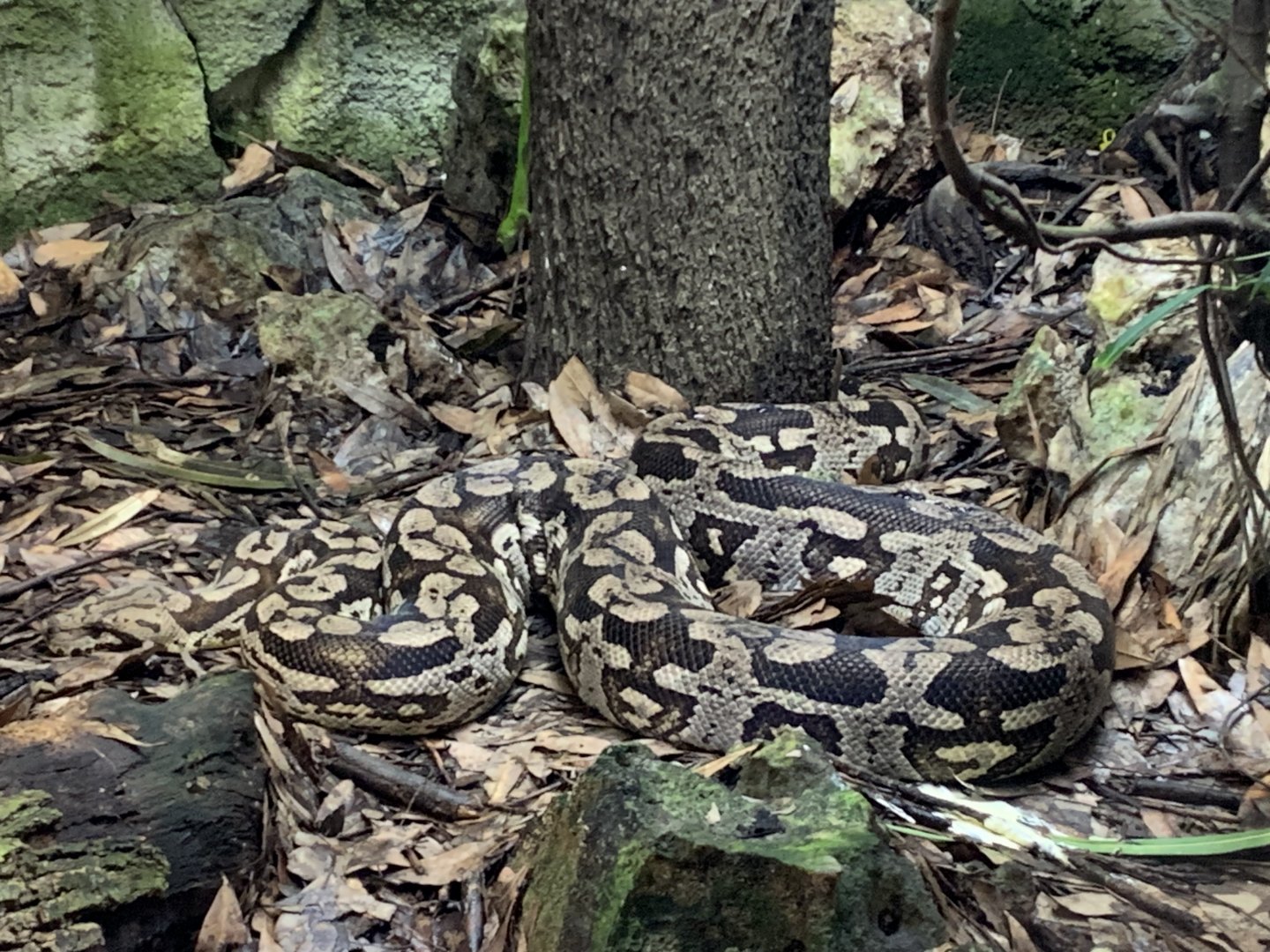 Dumeril's ground boa