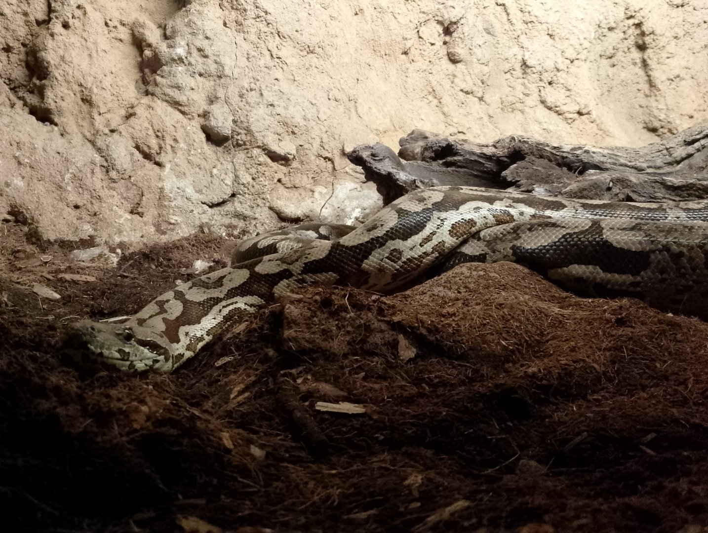 Dumeril's ground boa