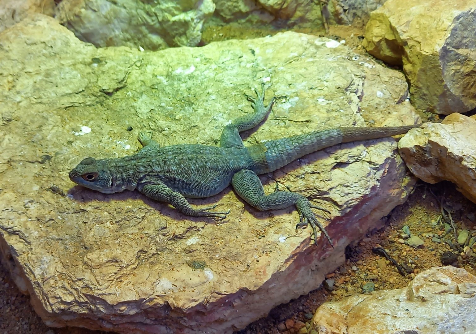 Dumeril's Madagascar swift - Oplurus quadrimaculatus