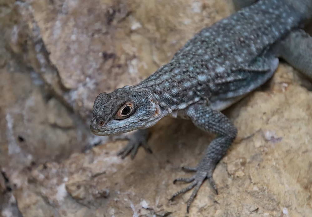 Duméril's madagascar swift (Oplurus quadrimaculatus)