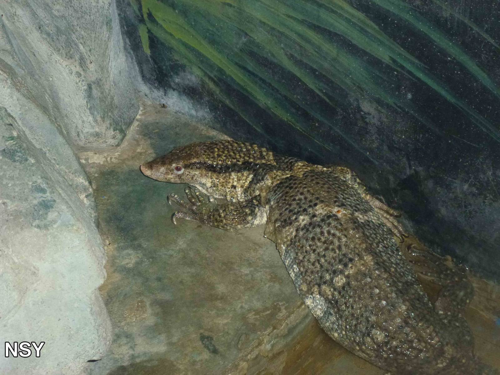 Dumeril's monitor, June 2013.