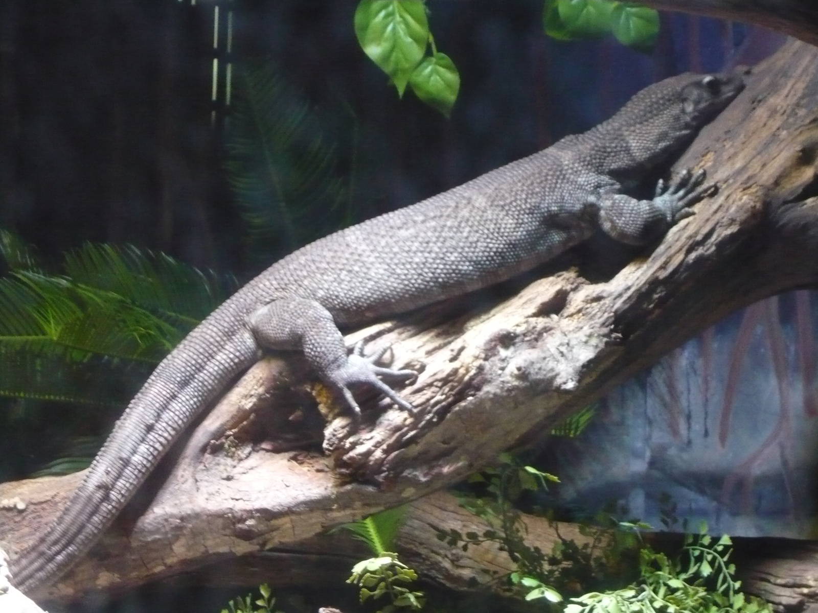 Dumeril's monitor (Varanus dumerilii)