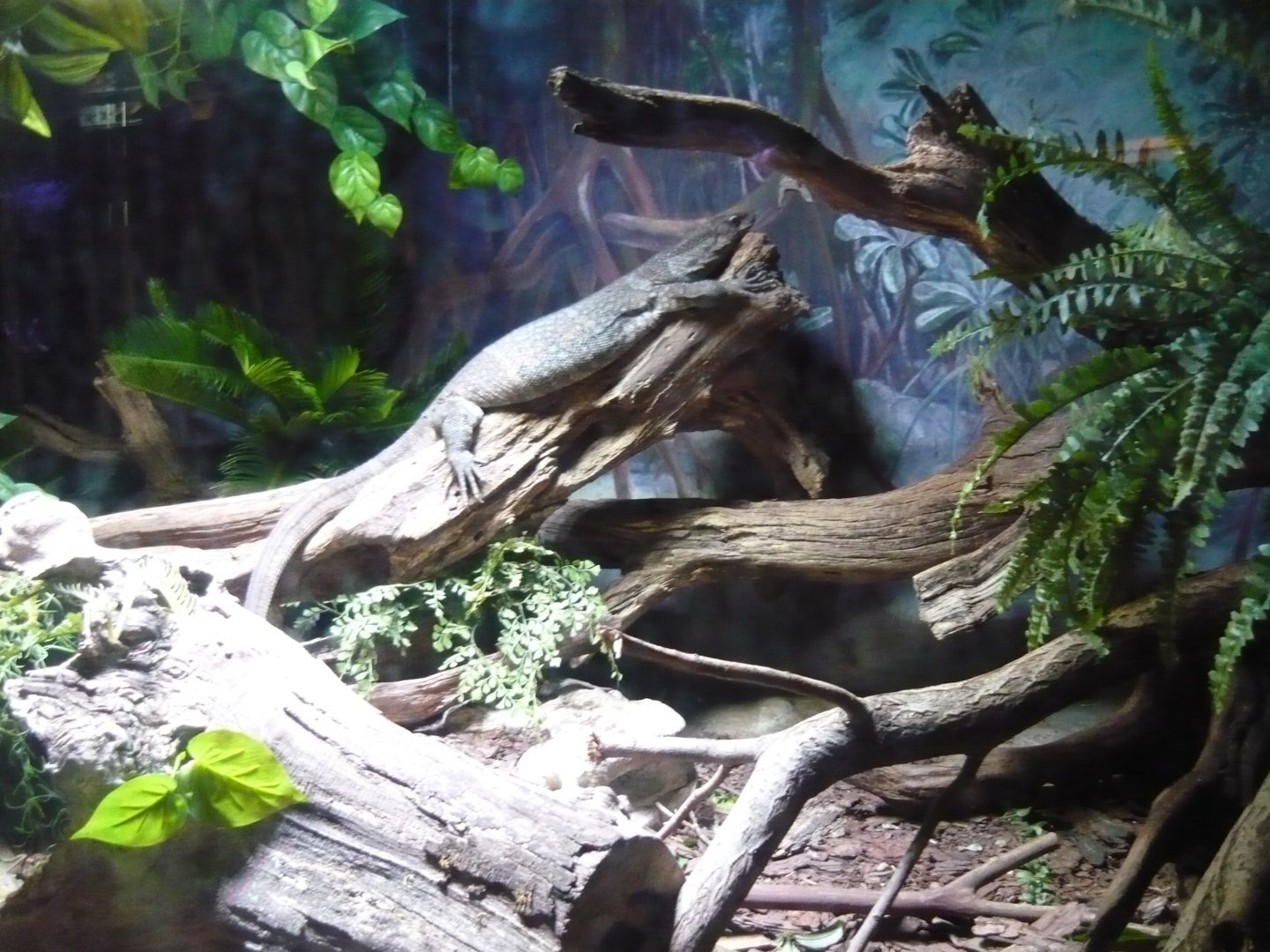 Dumeril's monitor (Varanus dumerilii)