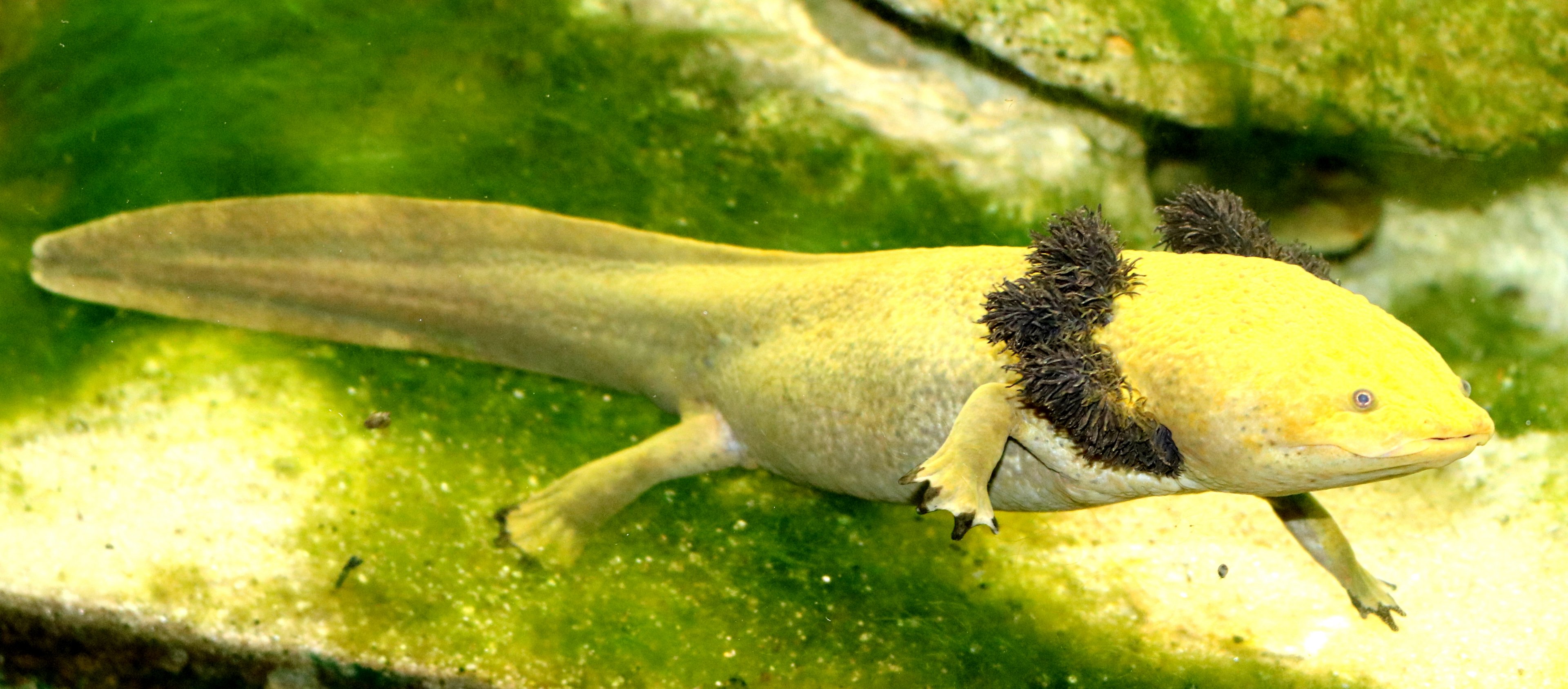 Dumeril's salamander; London Zoo; 1st June 2019