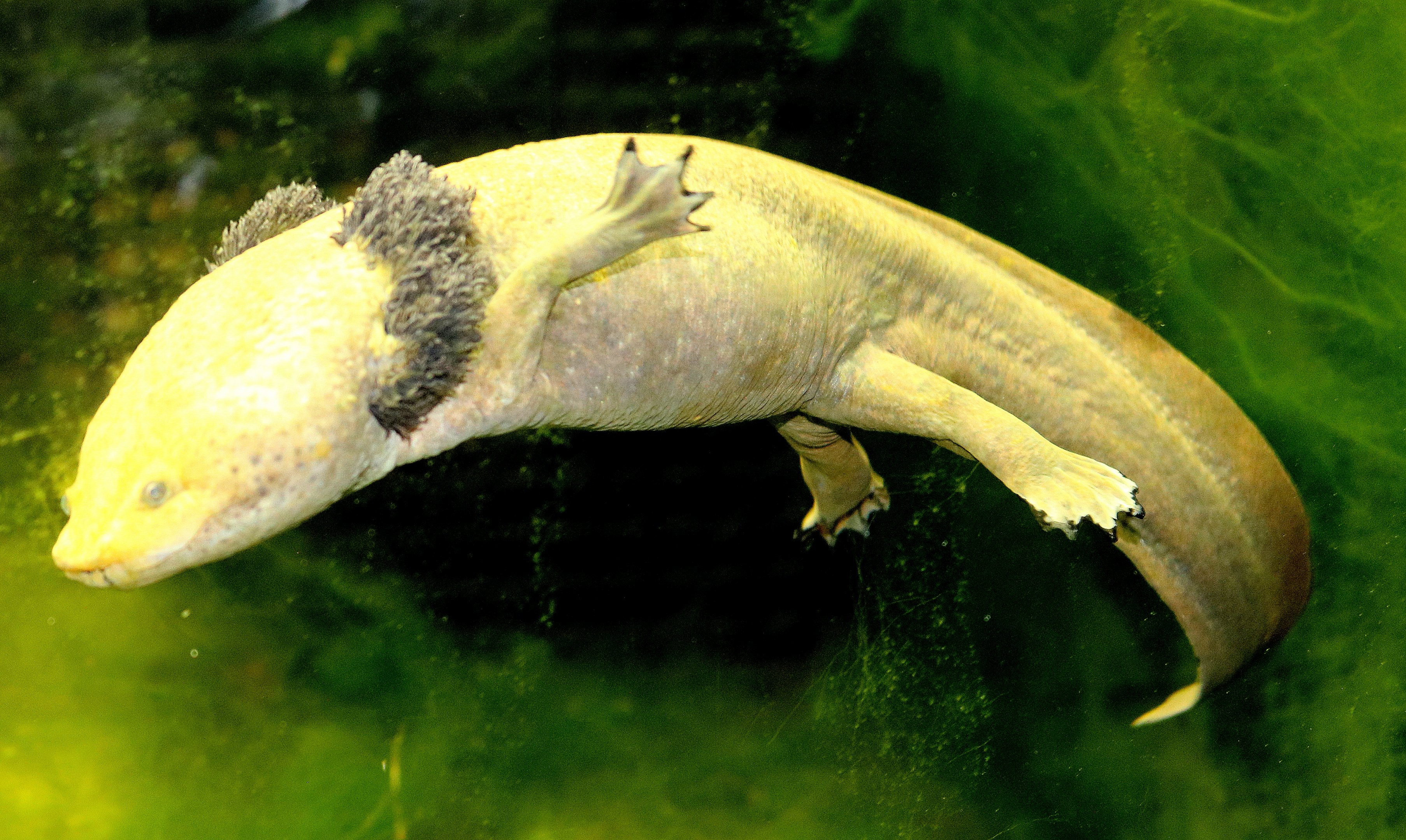 Dumeril's salamander; London Zoo; 7th August 2022