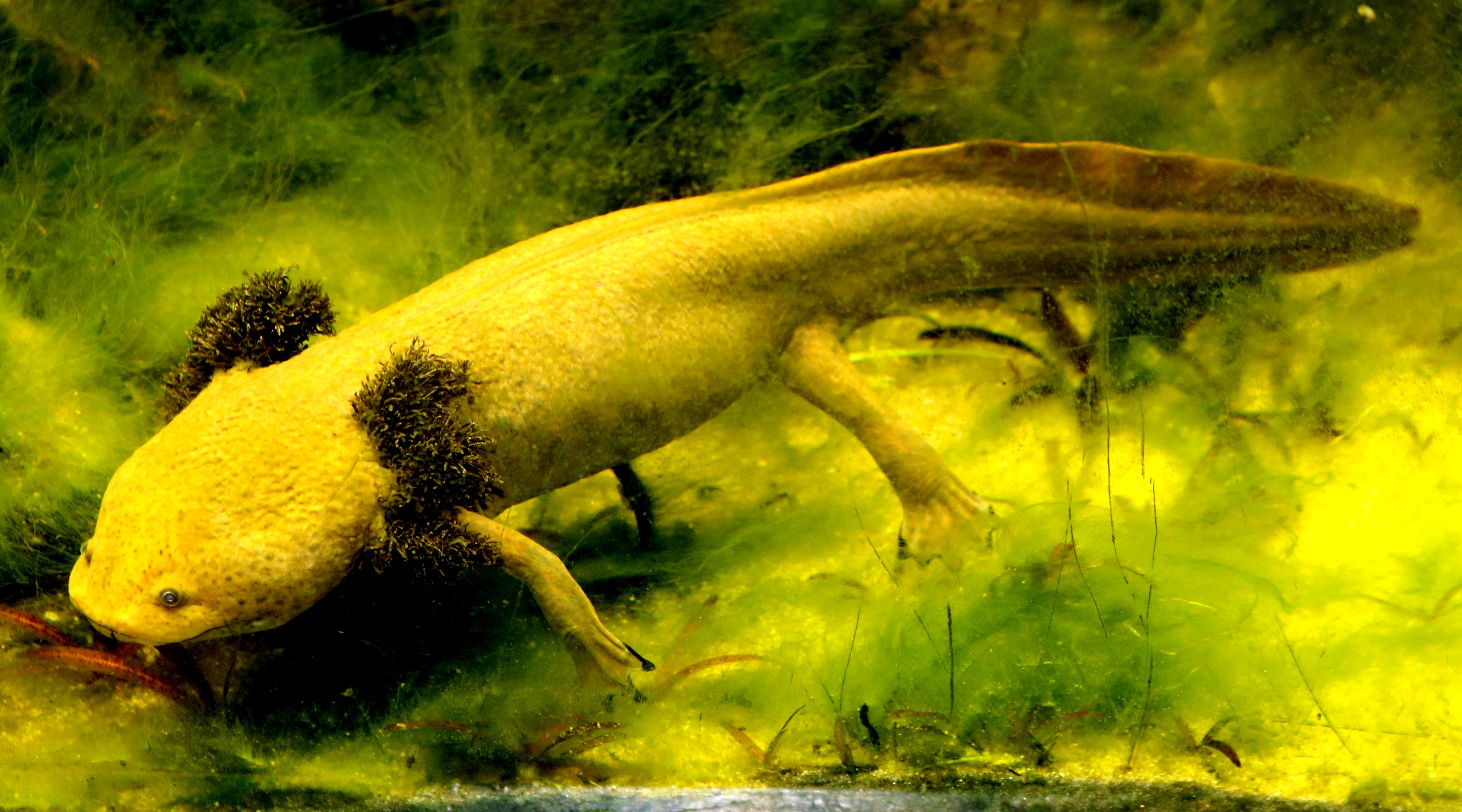 Dumeril's salamander; London Zoo; 7th August 2022