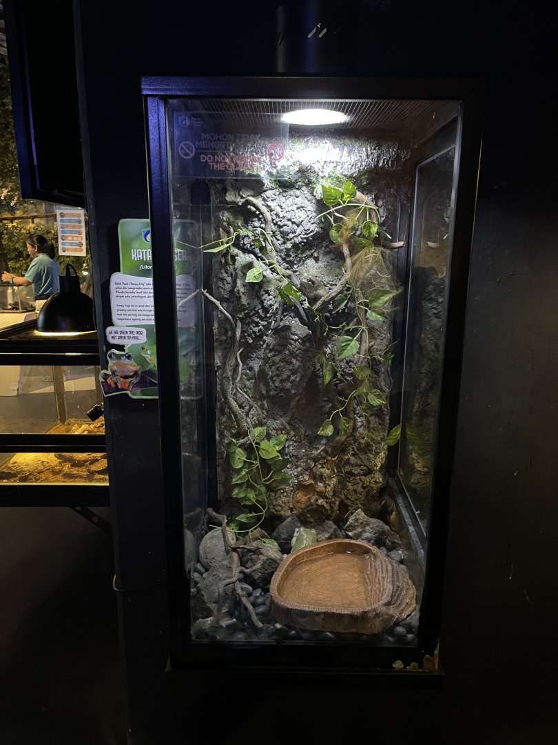 dumpy tree frog exhibit