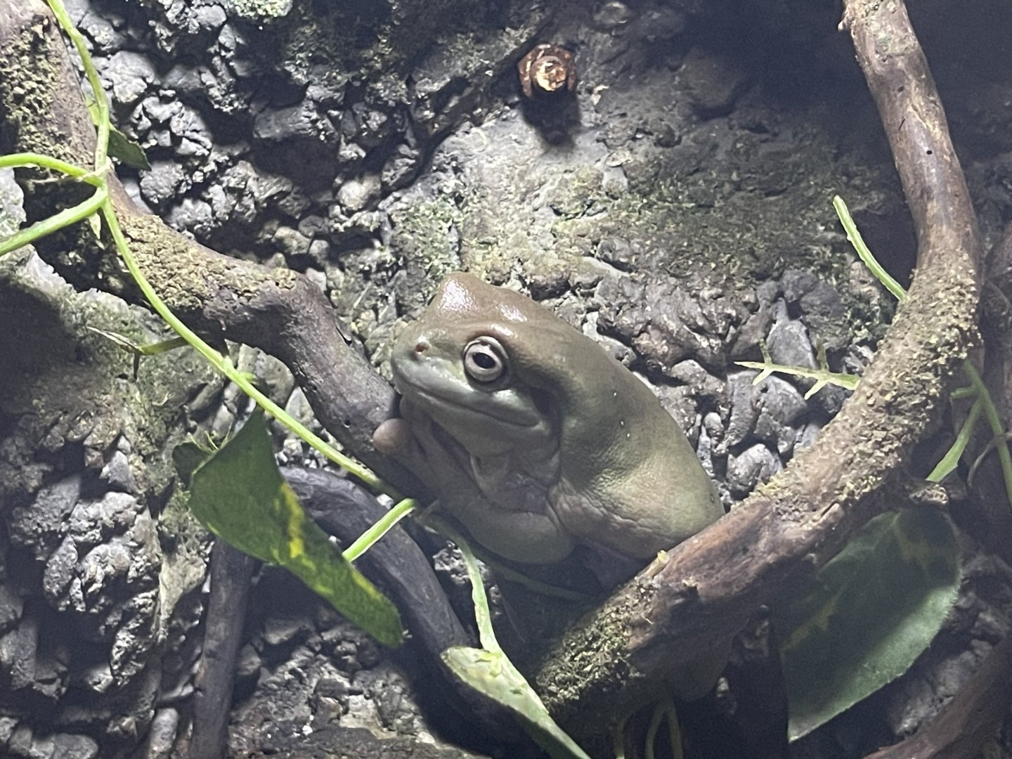 dumpy tree frog (ranoidea caerulea) (1)