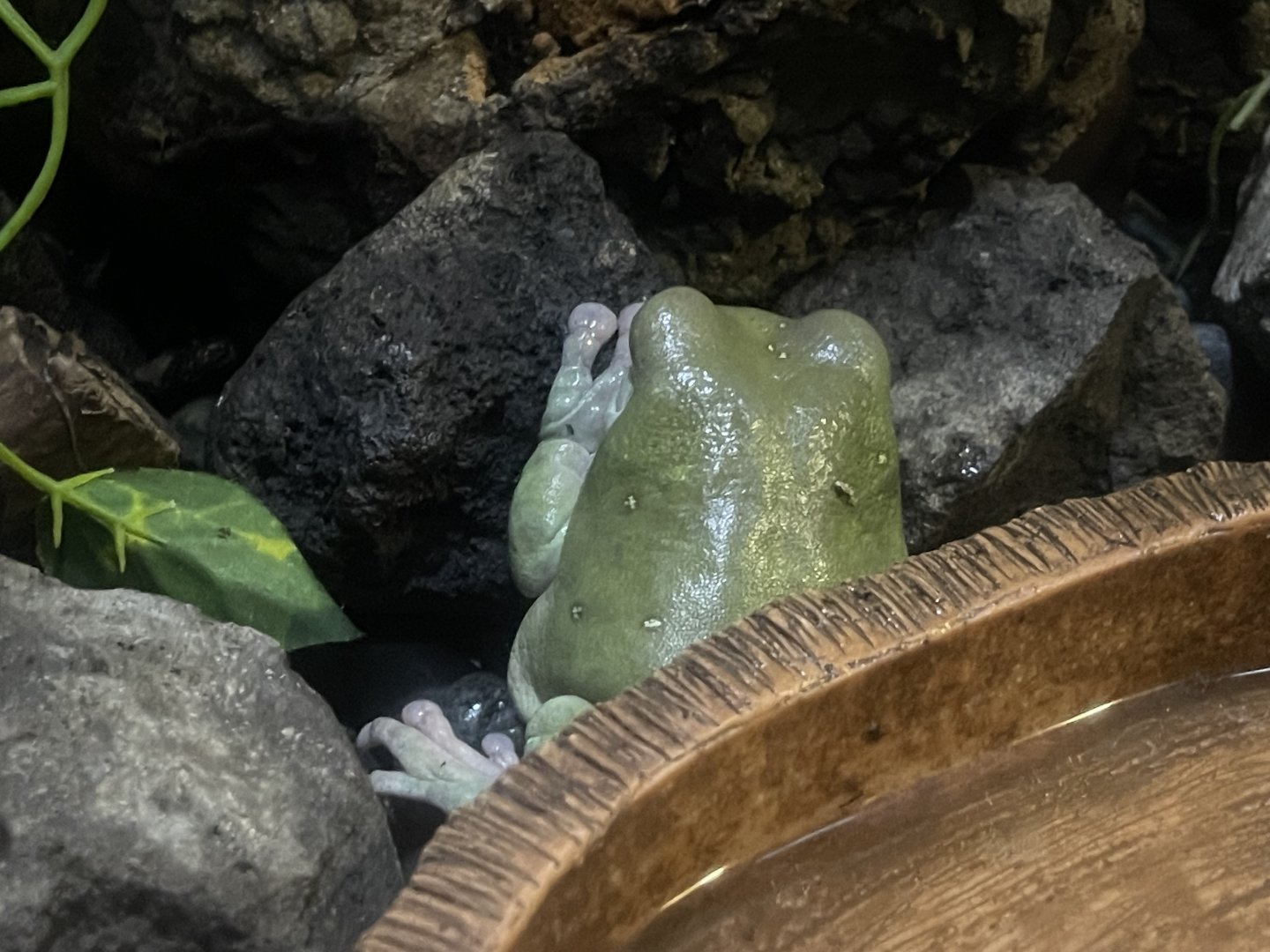 dumpy tree frog (ranoidea caerulea) (2)