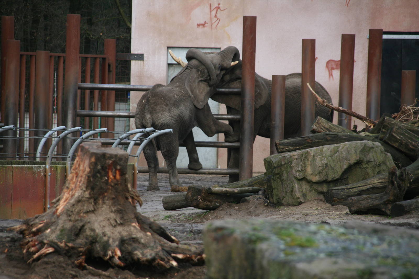 Duna and Tooth playing
