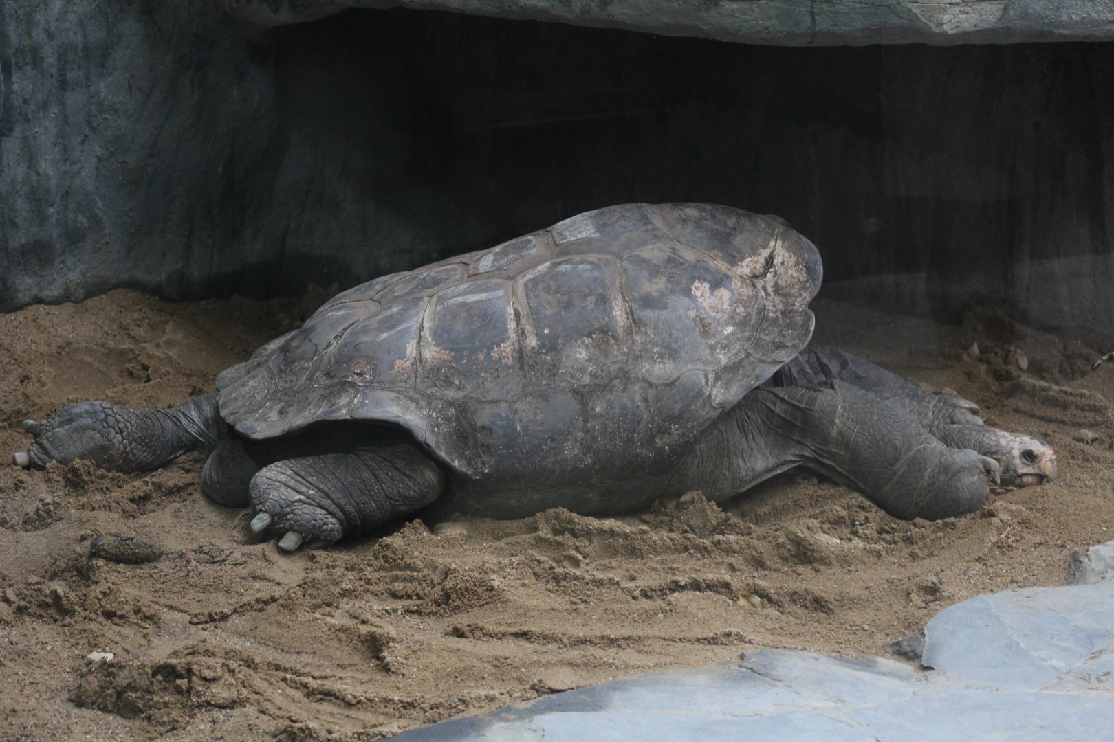 Duncan Island Giant Tortoise