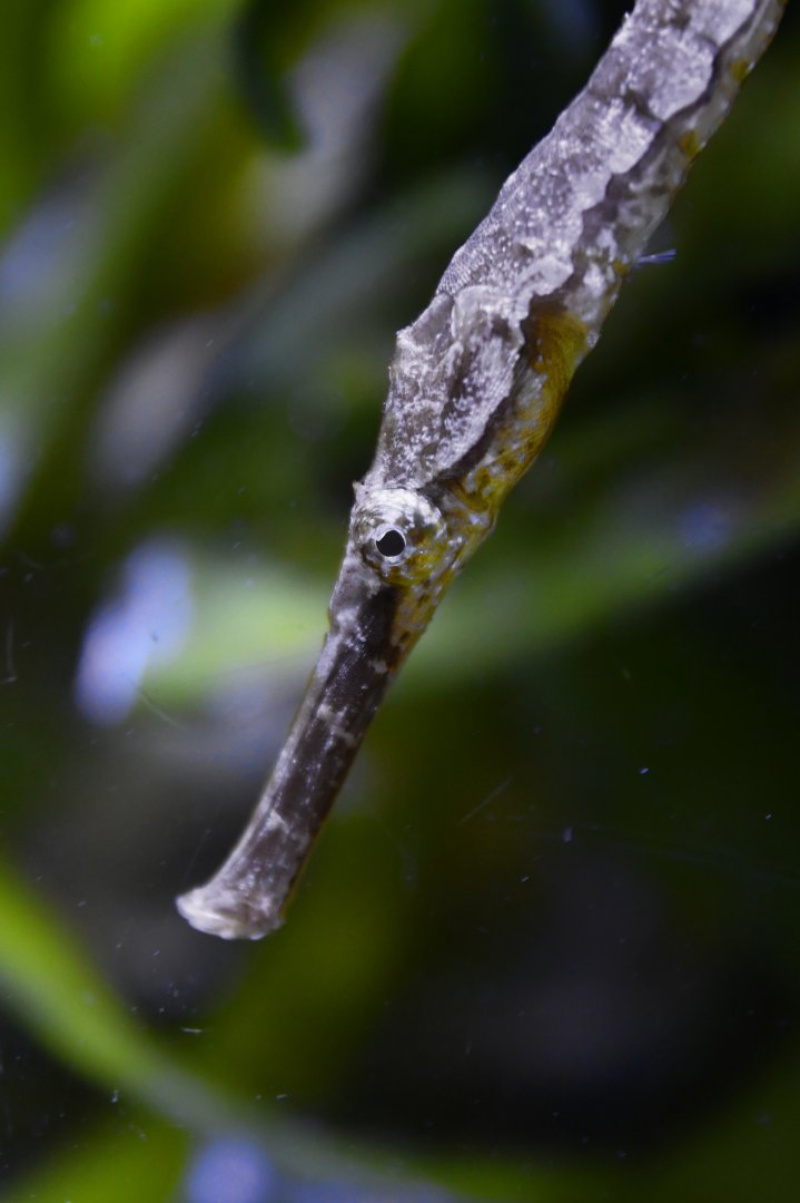 Dunckerocampus chapmani