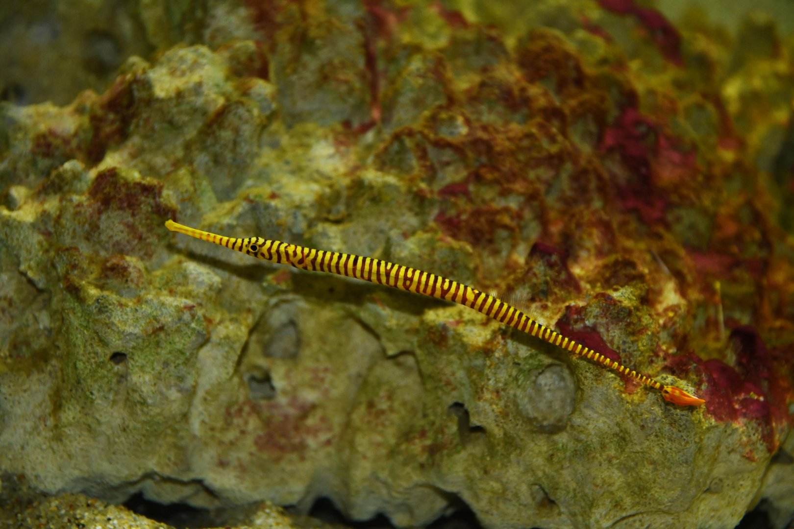 Dunckerocampus pessuliferus