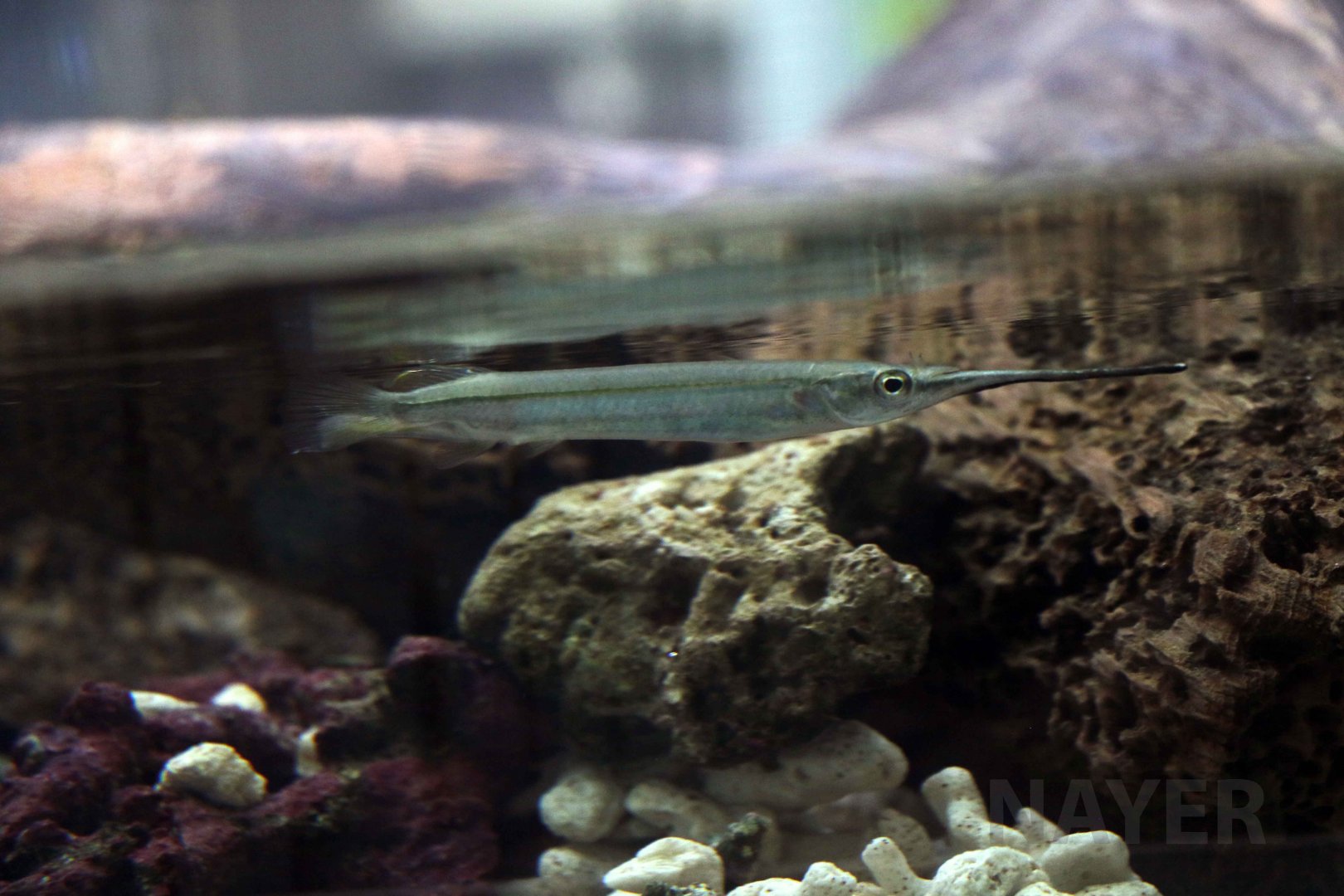 Duncker's river garfish, October 2017