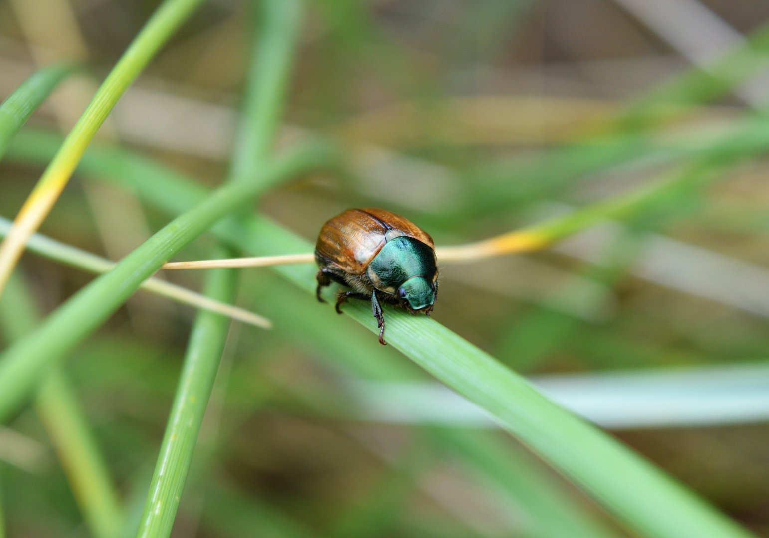 Dune chafer
