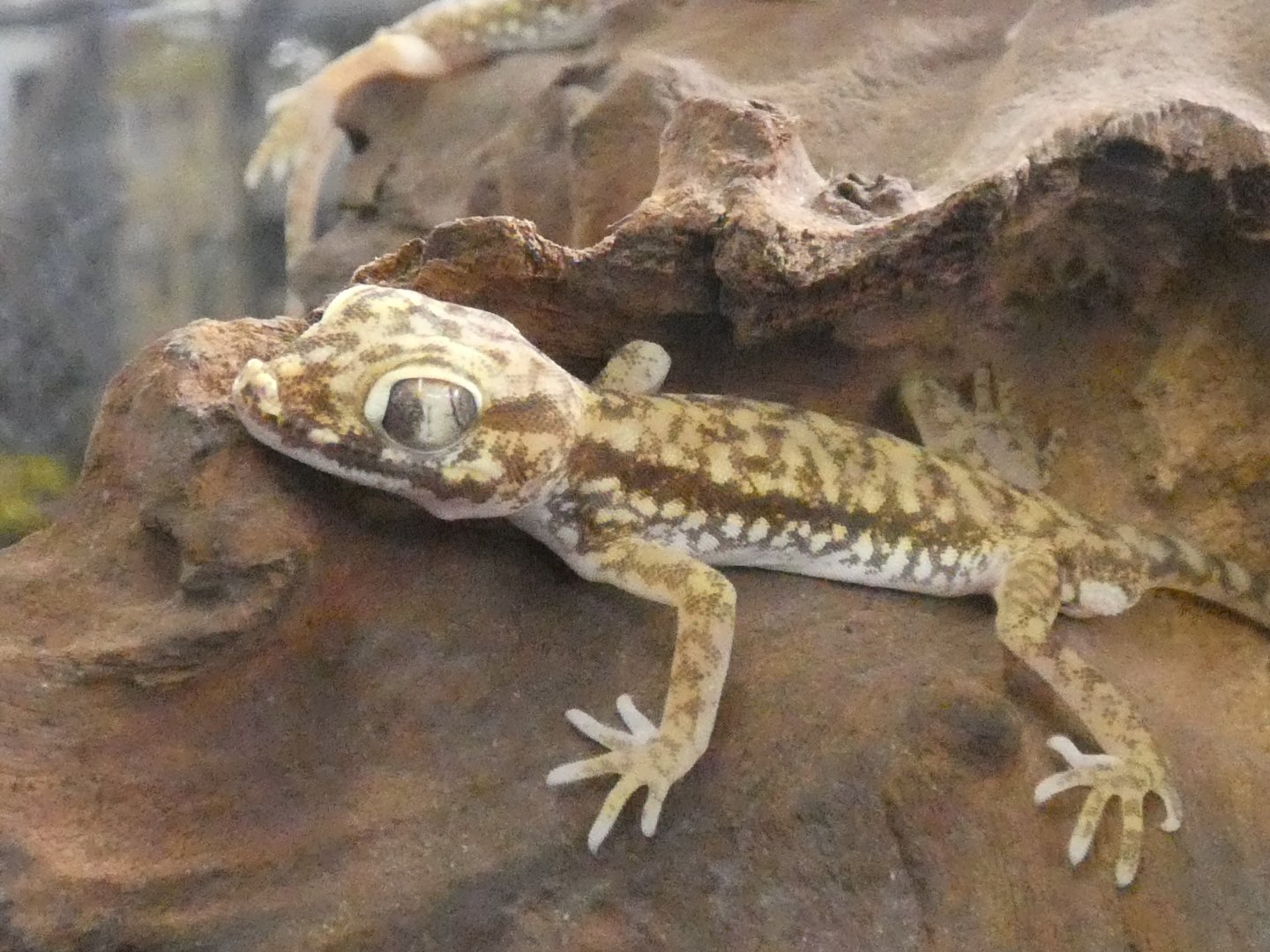 Dune gecko