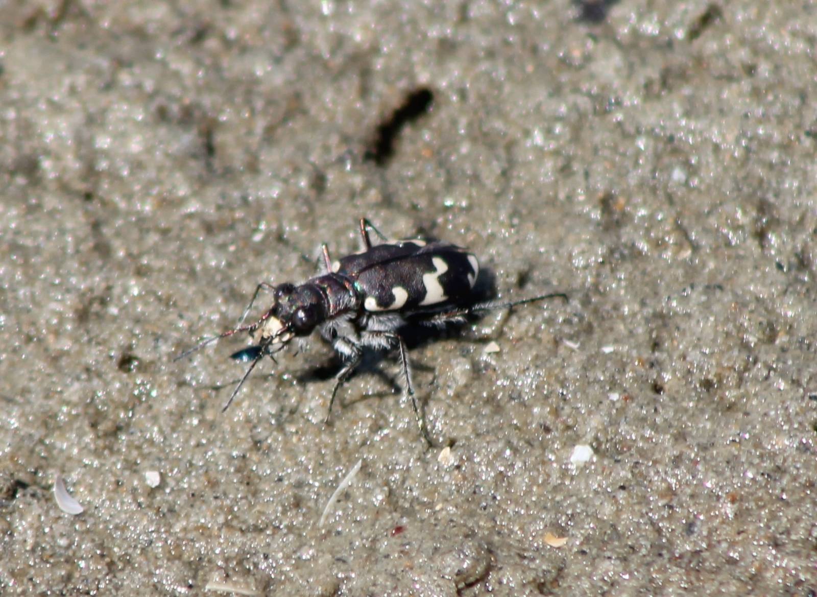 Dune tiger beetle