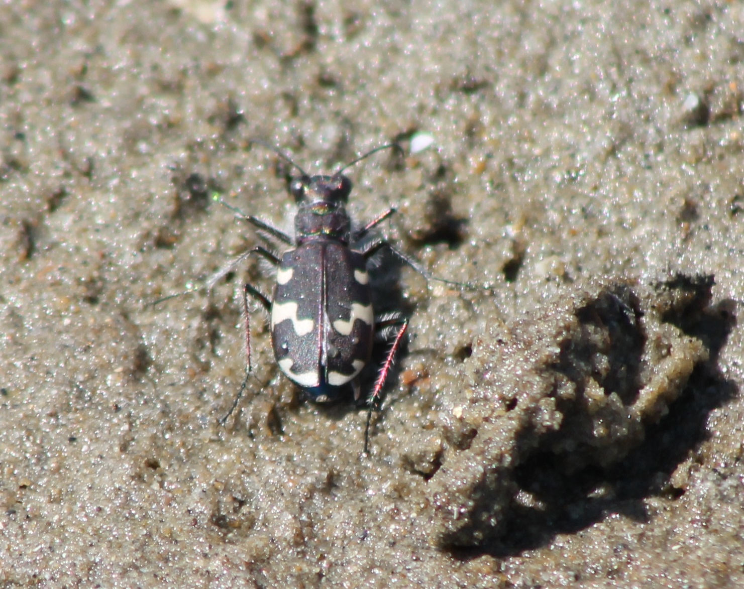 Dune tiger beetle