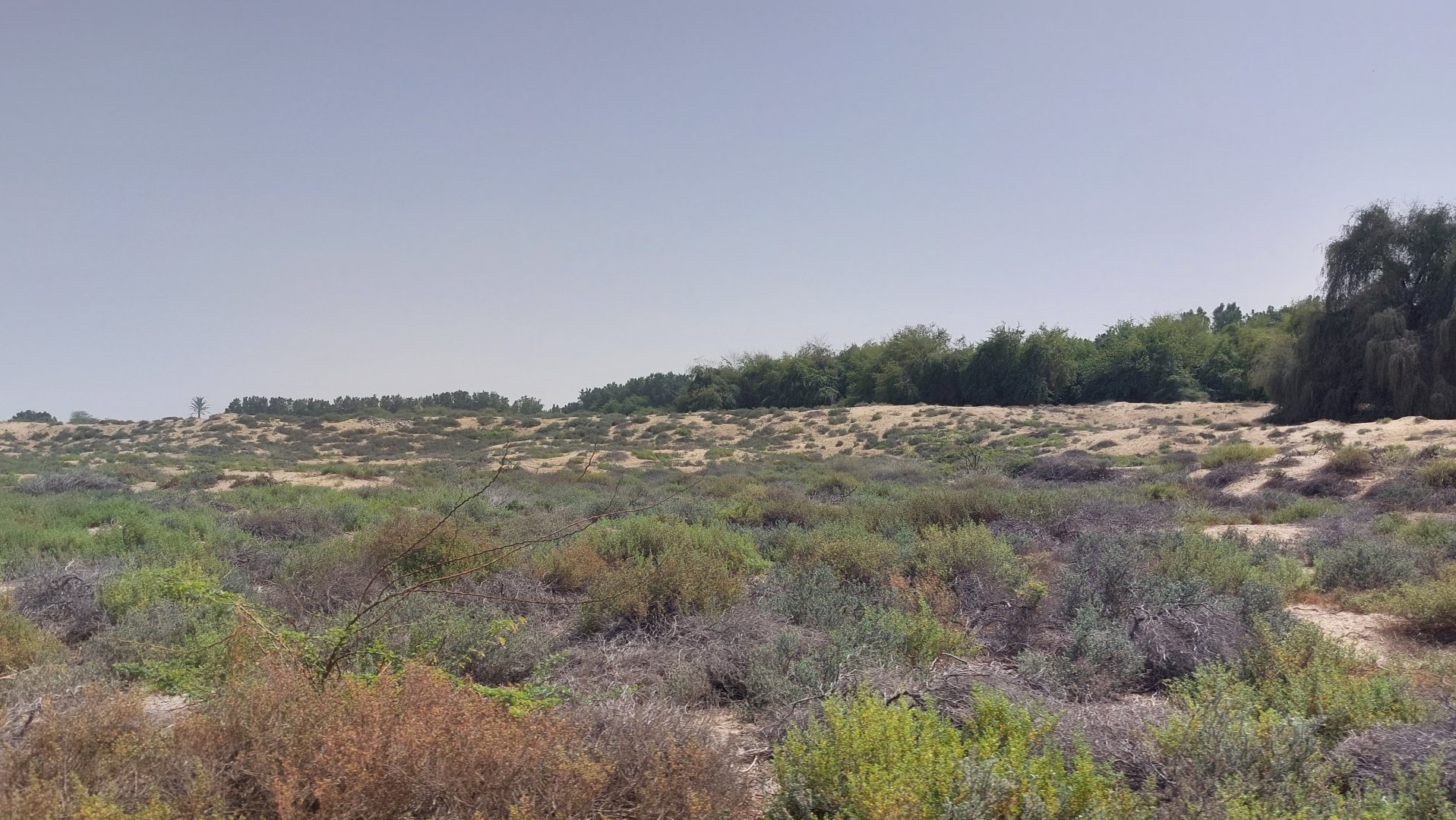Dunes at wasit wetlands